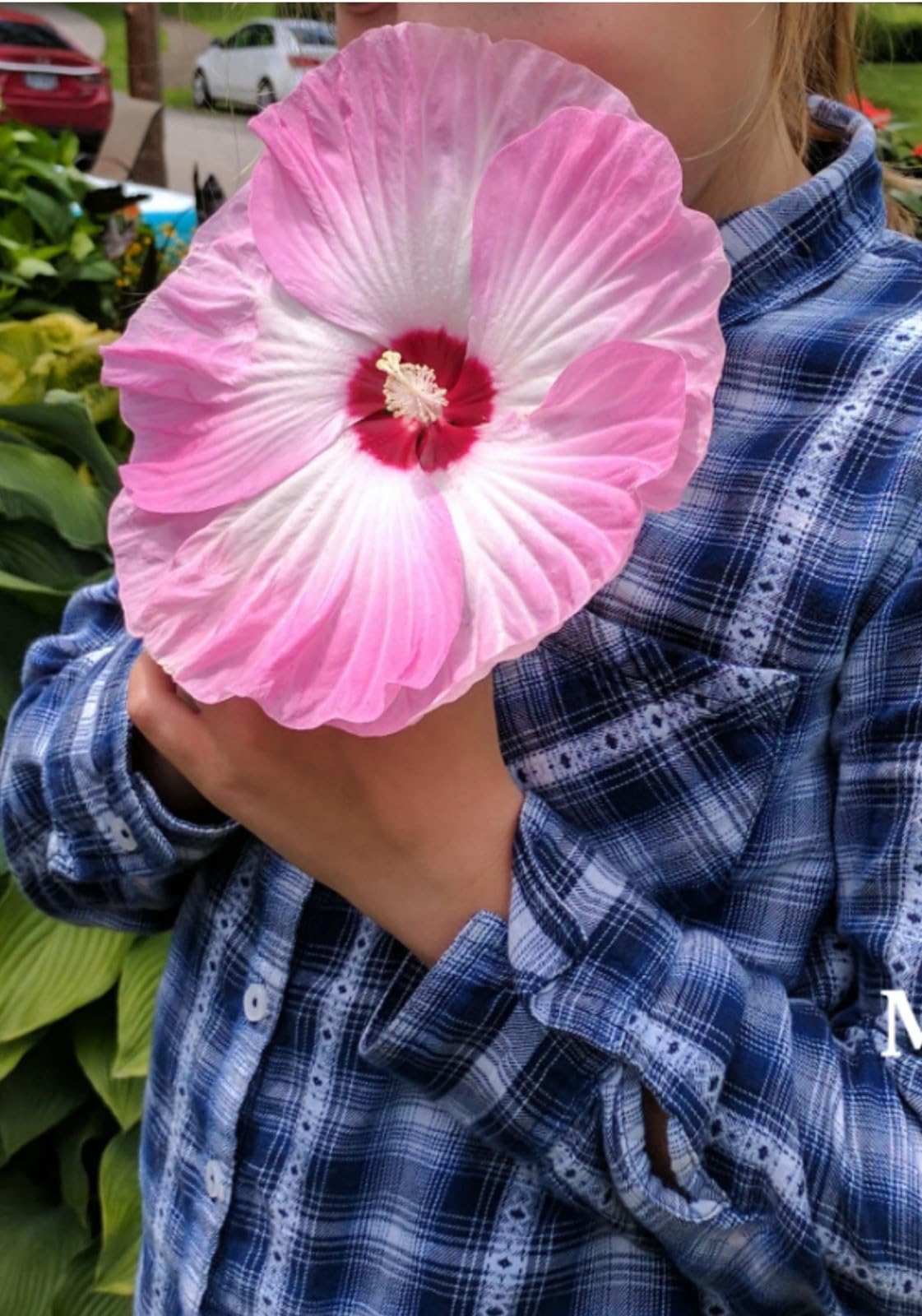 Live Plant - Luna Pink Swirl Hibiscus moscheutos-Small Rooted Starter Plant-Huge 8-10” Blooms