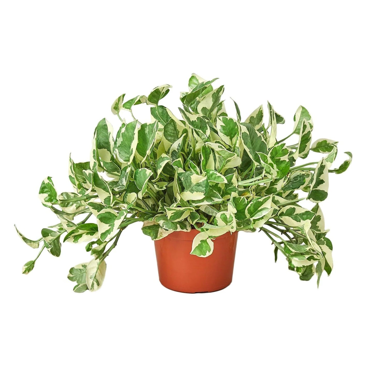 Pothos 'N'joy' | Live Plant for Indoor & Outdoor | for Living Room, Office, Bathroom | (6" Pot)