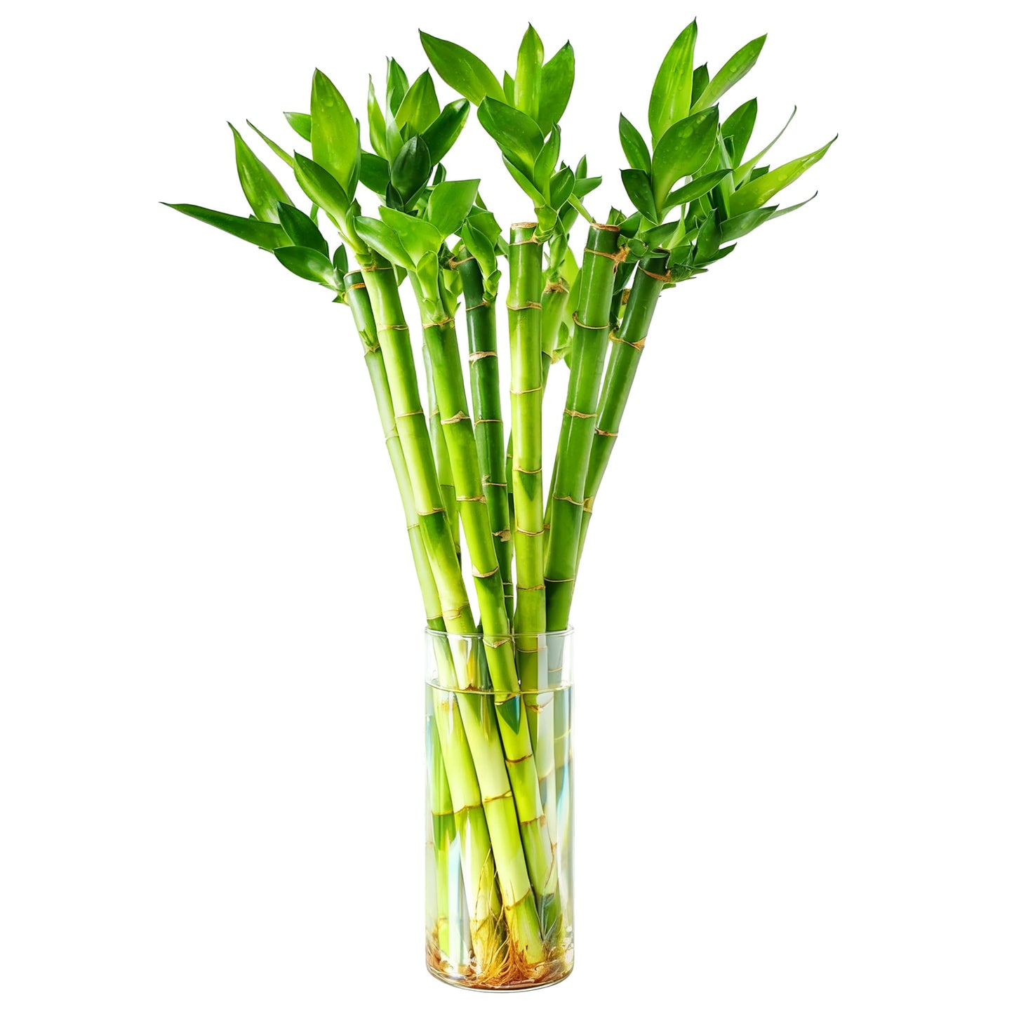 Yagaliga Lucky Bamboo 10 Stalks 18″ Live Indoor Plant Set – Perfect for Low-Light Spaces (Glass Container Not Included)