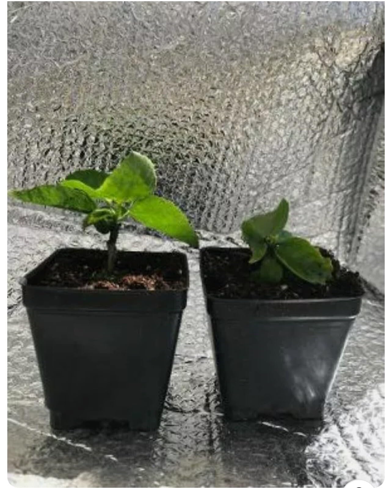 Live Plant - Whipped Cream-Small Rooted Exotic Tropical Hibiscus Starter Plant