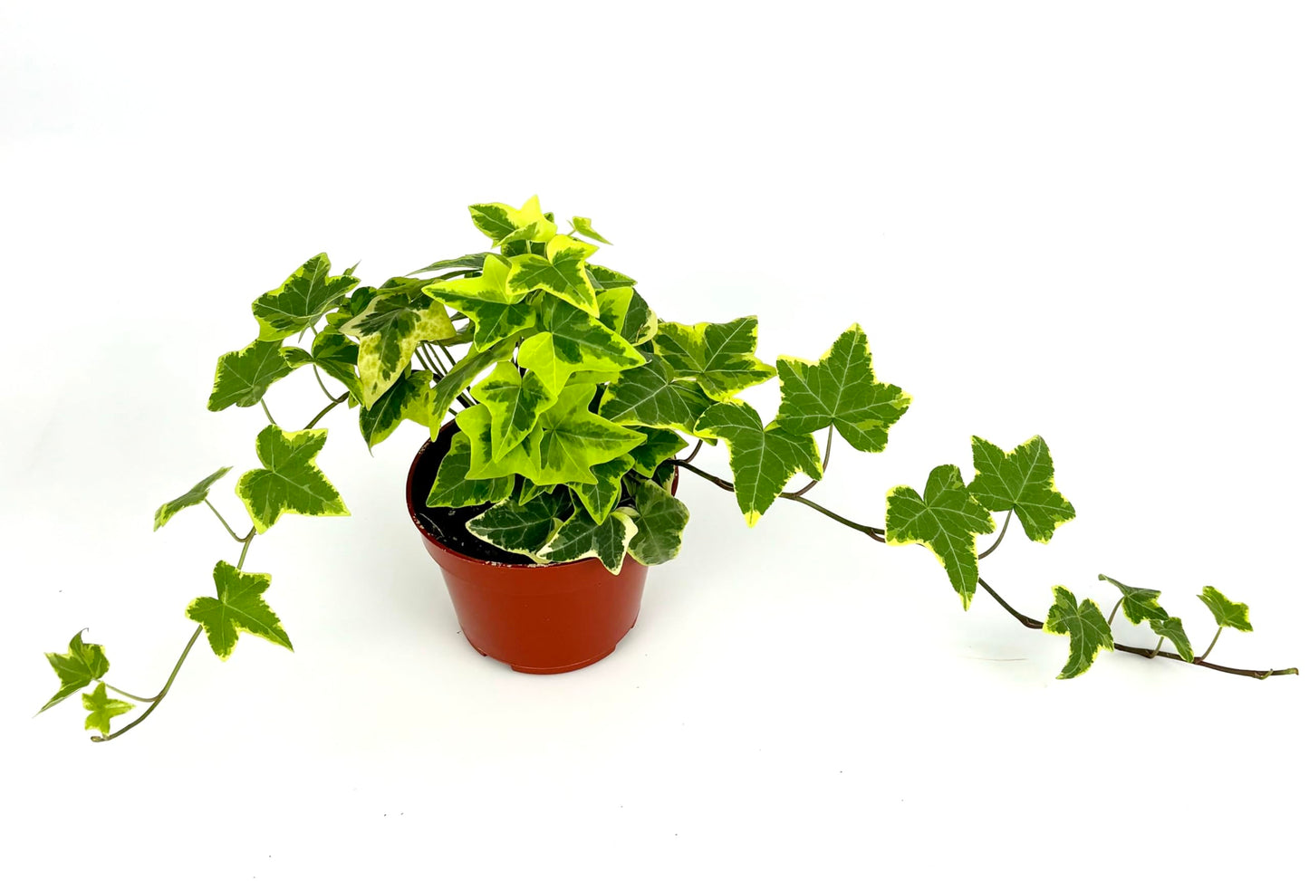 Ivy Gold Child Hedera Helix Easy Houseplants, 4" Pot