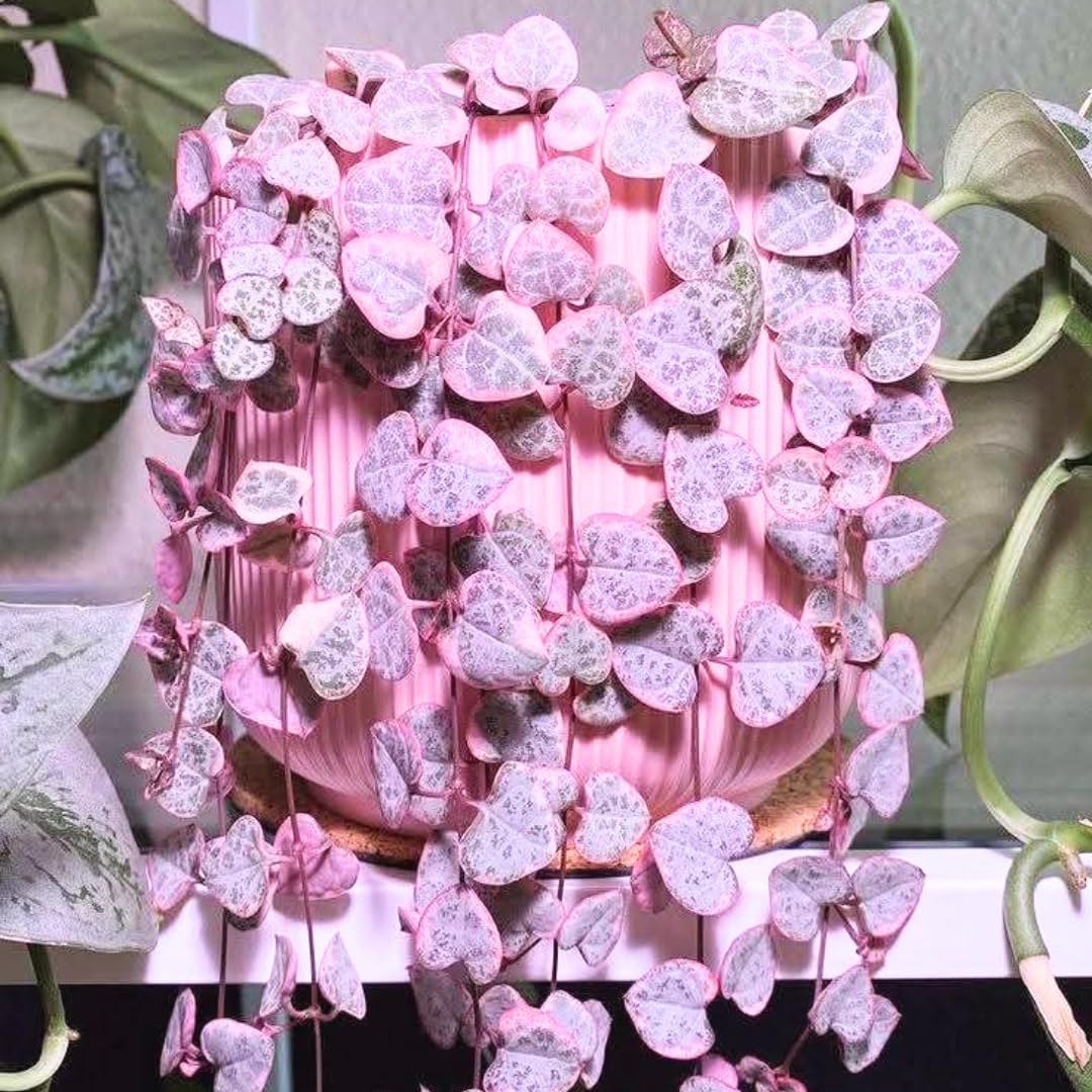 Variegated String of Hearts Live Plant in 2" Pot, Trailing Houseplant Indoor Outdoor, Fast-Growing, Indoor Hanging Succulent