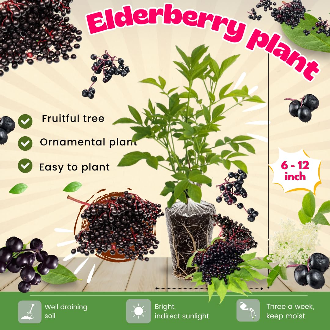 2 Black Elderberry Plants Live to Grow, 6 to 12 Inch Tall, Elderberries Bush Live, Berry Fruit Trees Live Plants