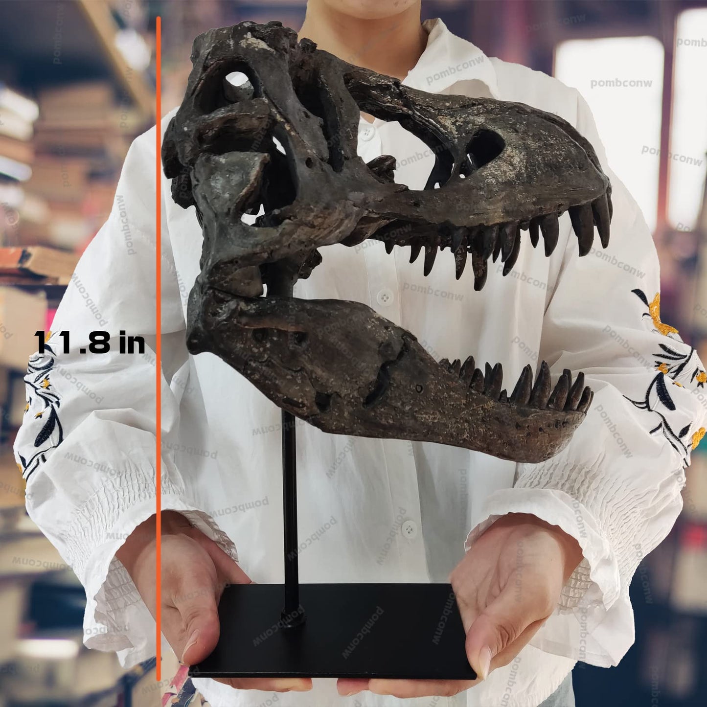 pombconw T Rex Skull, Dinosaur Statue Resin Dinosaur Skull Fossil Replica Skeleton Sculptures,Decorative Ornaments for Office Desktop Cabinets Home Kids Adults