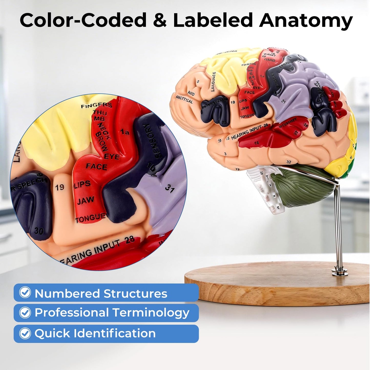 Human Brain Model 2X Life Size, Brain Anatomy Model with 131 Labeled Structures, 4-Part Detachable, Laser-Engraved Labels, Anatomical Brain Model for Neuroscience Psychology Medical Education