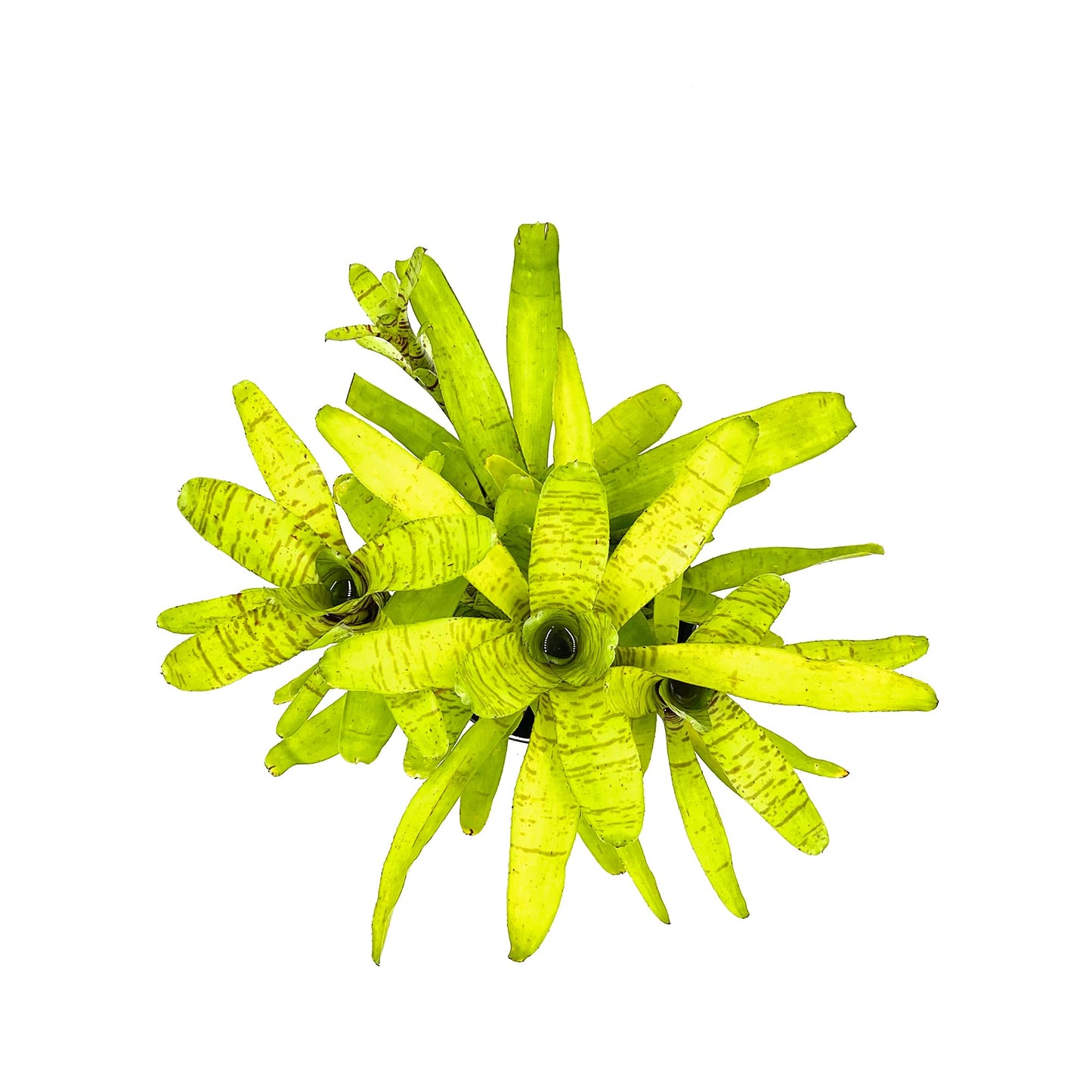 ragnaroc Live Plants – Bromeliad Neoregelia Tigrina, 8-12" in 6" Pot - 1ct - Live Arrival Guaranteed - House Plants for Home Decor & Gift