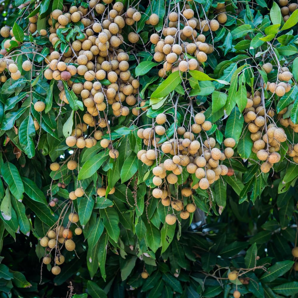 Longan Tree Live Plant in 4 Inches Pot, Longan Seedlings from 6 to 8 Inches Tall, Sweet Fruit Tree for Edible Garden
