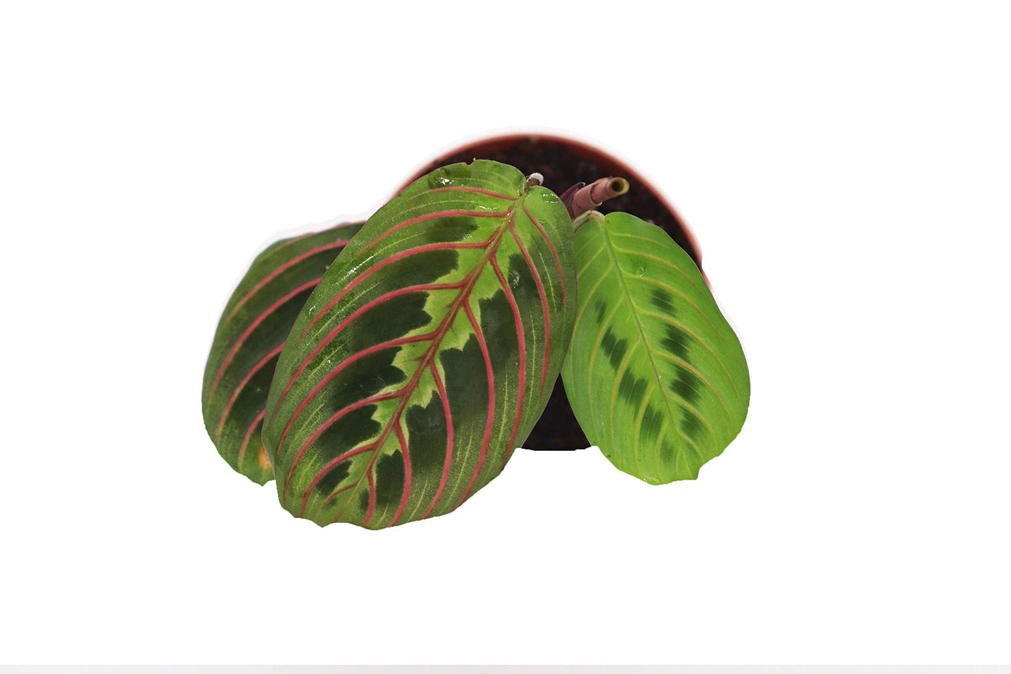Red Maranta Prayer - 3" from California Tropicals