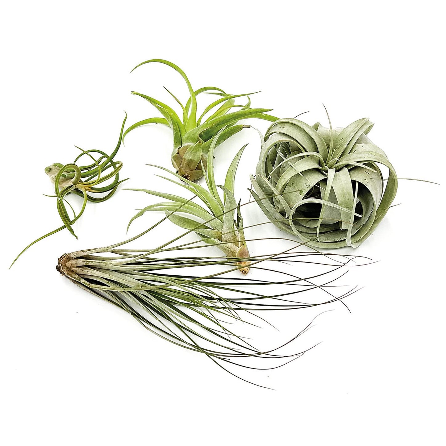 ragnaroc Air Plants - Hod Gift Box - 5ct - Live Arrival Guaranteed - House Plants for Home Decor & Gift