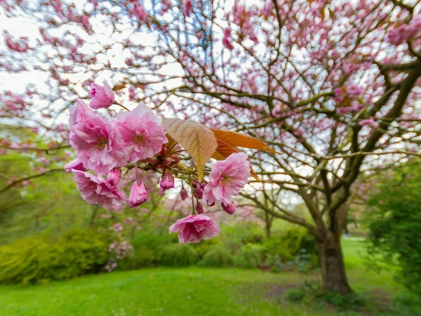 Kwanzan Japanese Flowering Cherry Tree - 24-36" Tall Live Plant - Pink Flowering Cherry Blossom Tree - Prunus 'Kanzan'