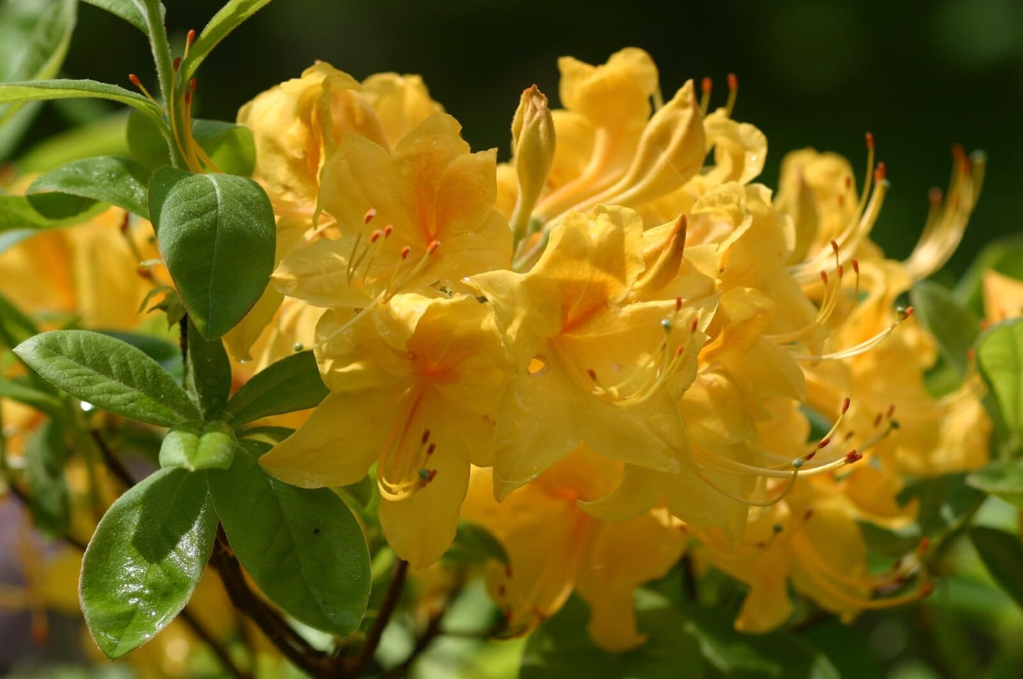 Live Plant - Aromi Azalea Rhododendron Deciduous Starter Plant