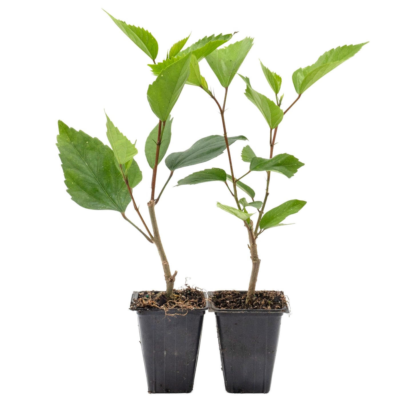 2 Brilliant Hibiscus in 3.5" Nursery Cubes | Hibiscus rosa-sinensis ‘Brilliant’ | Tropical Red Flowering Shrub for Containers, Patios & Gardens | Ready-to-Plant Live Starters