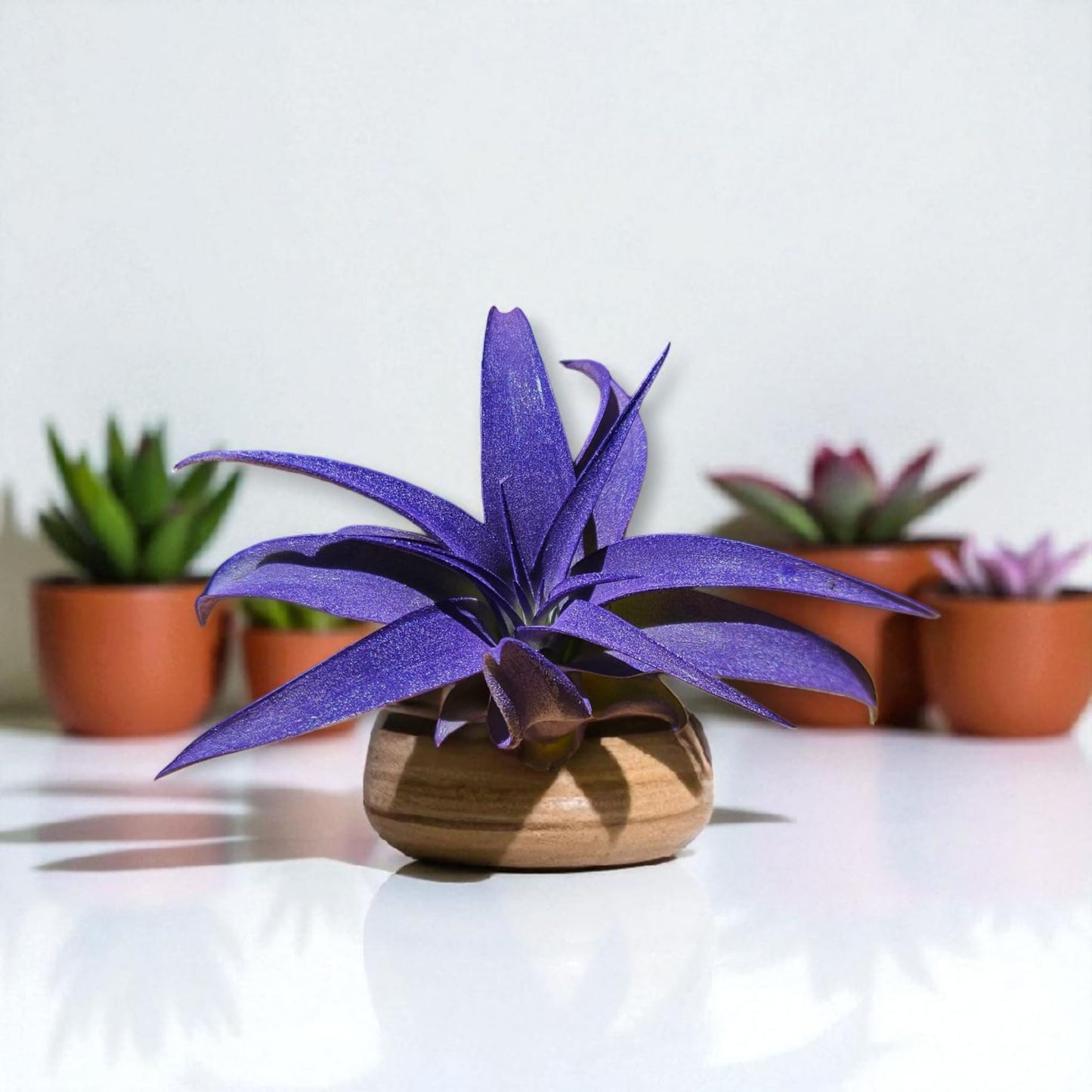 It Blooms Rainforest Grown Extra Large Capitata Peach Air Plant - Live Tillandsia - 5 to 10 inches - 30 Day Guarantee