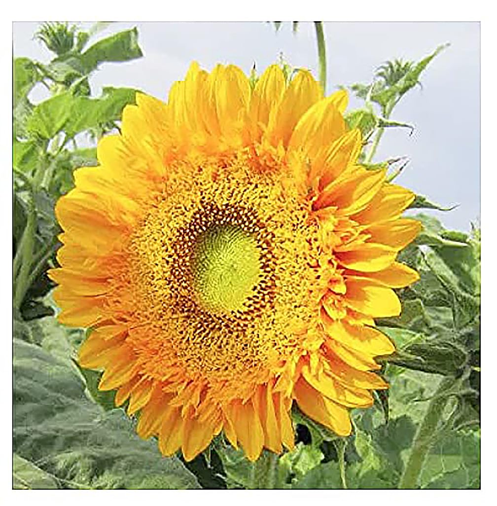Double Sun Sunflower Seeds - Plants Grow up to 6 Feet