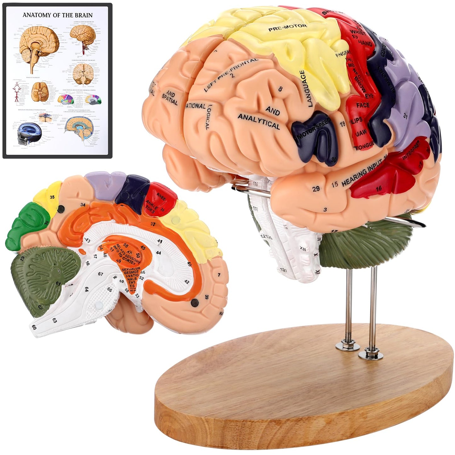 Human Brain Model 2X Life Size, Brain Anatomy Model with 131 Labeled Structures, 4-Part Detachable, Laser-Engraved Labels, Anatomical Brain Model for Neuroscience Psychology Medical Education
