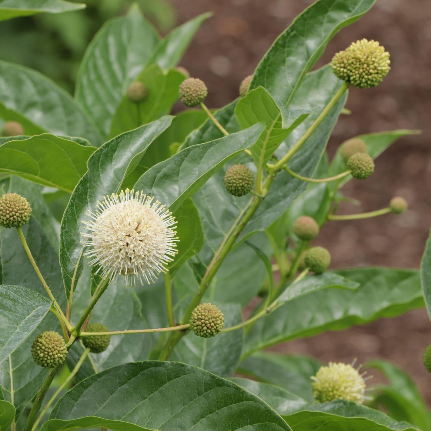 Proven Winners Sugar Shack 2.0 Buttonbush (Cephalanthus occidentalis) Live Plant, 4.5" Qt