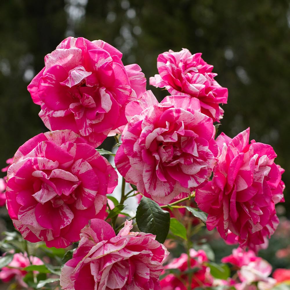 Heirloom Roses Grandiflora Rose Plant - Parade Day™ Fragrant Roses Live Plant