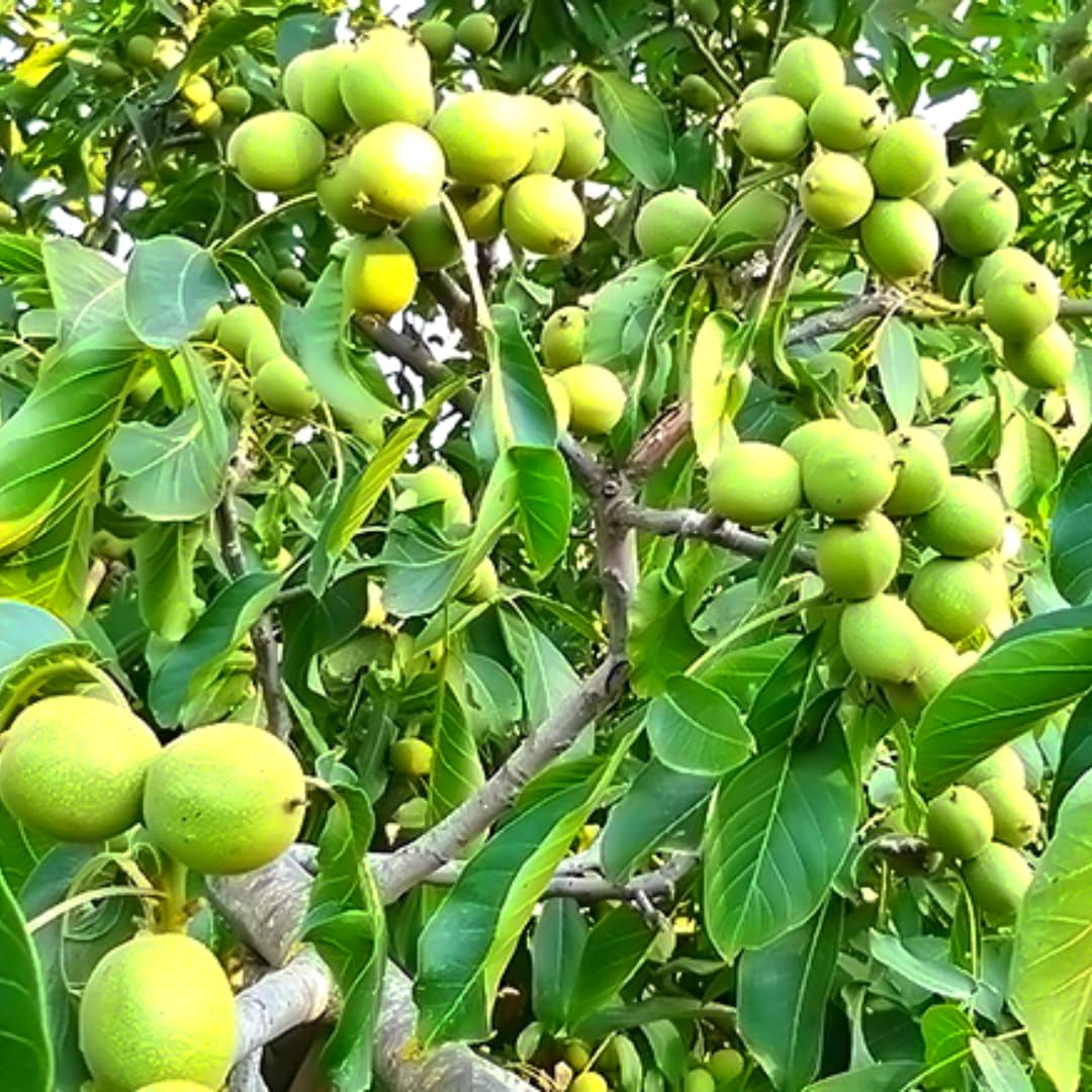 Black Walnut Tree Live Plant 1 Year Old Well-Rooted in 4" Pot, 6-12" Tall, White Walnut Butternut Like, Walnuts Trees for Spring Planting, Cold Hardy, Dormant