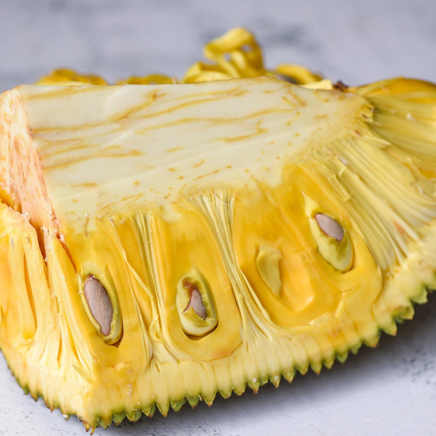 Live Jackfruit Tree Plant in 4 Inch Pot, 6 to 10 Inch, Live Tropical Fruit Plant, Hardy Perennial Jackfruit Tree, Large Sweet Fruits