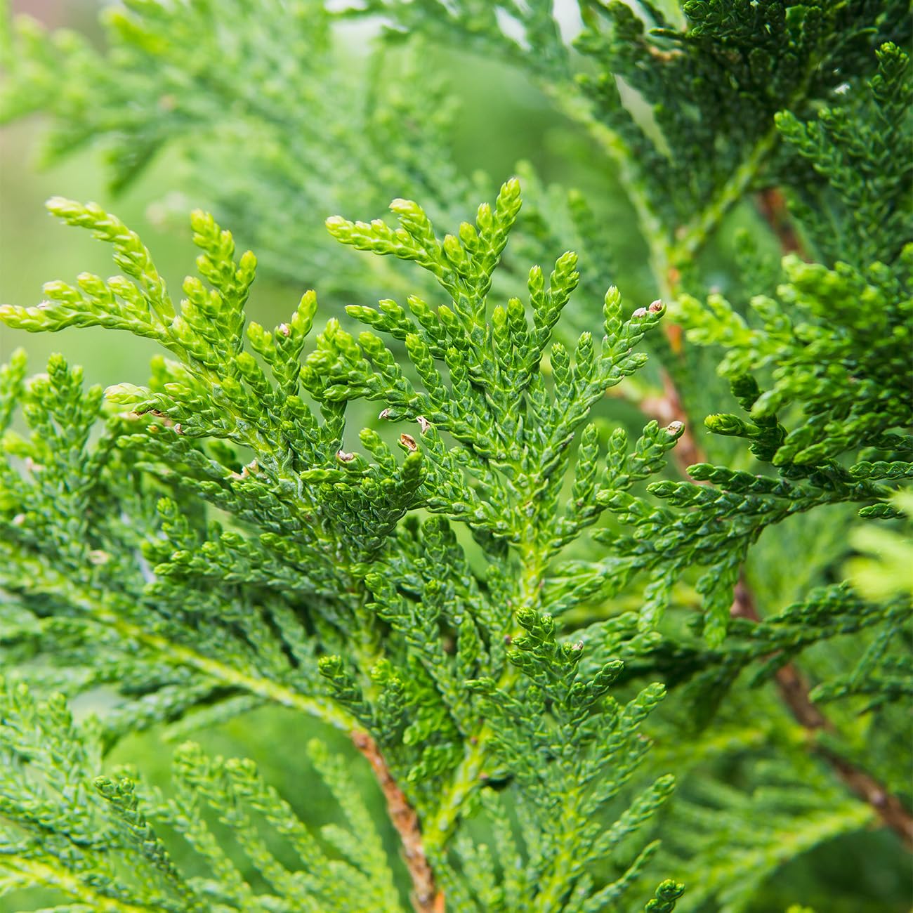 Perfect Plants Thuja Green Giant 3 Gallon | Live Evergreen Tree for Landscaping & Privacy | Grows 3-5 Feet Per Year