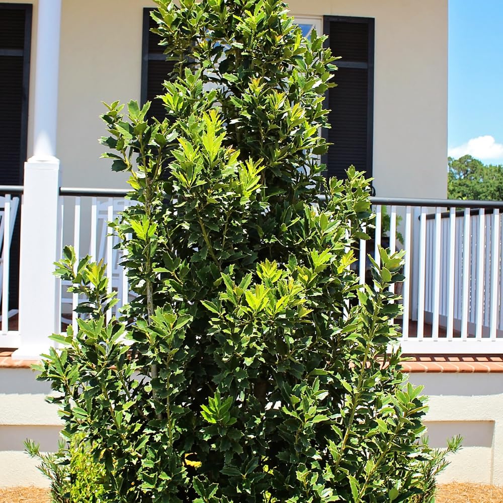 Generic Oak Leaf Holly, Emerald Green Foliage, Medium Growth Rate, Evergreen, 7 gal, Nursery Pot