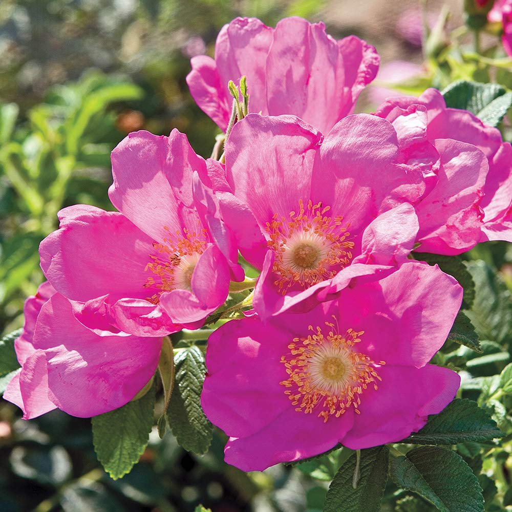 Heirloom Roses Rose Plant - Raspberry Rugostar® Pink Rose Bush, Rugosa Live Plant for Planting Outdoors