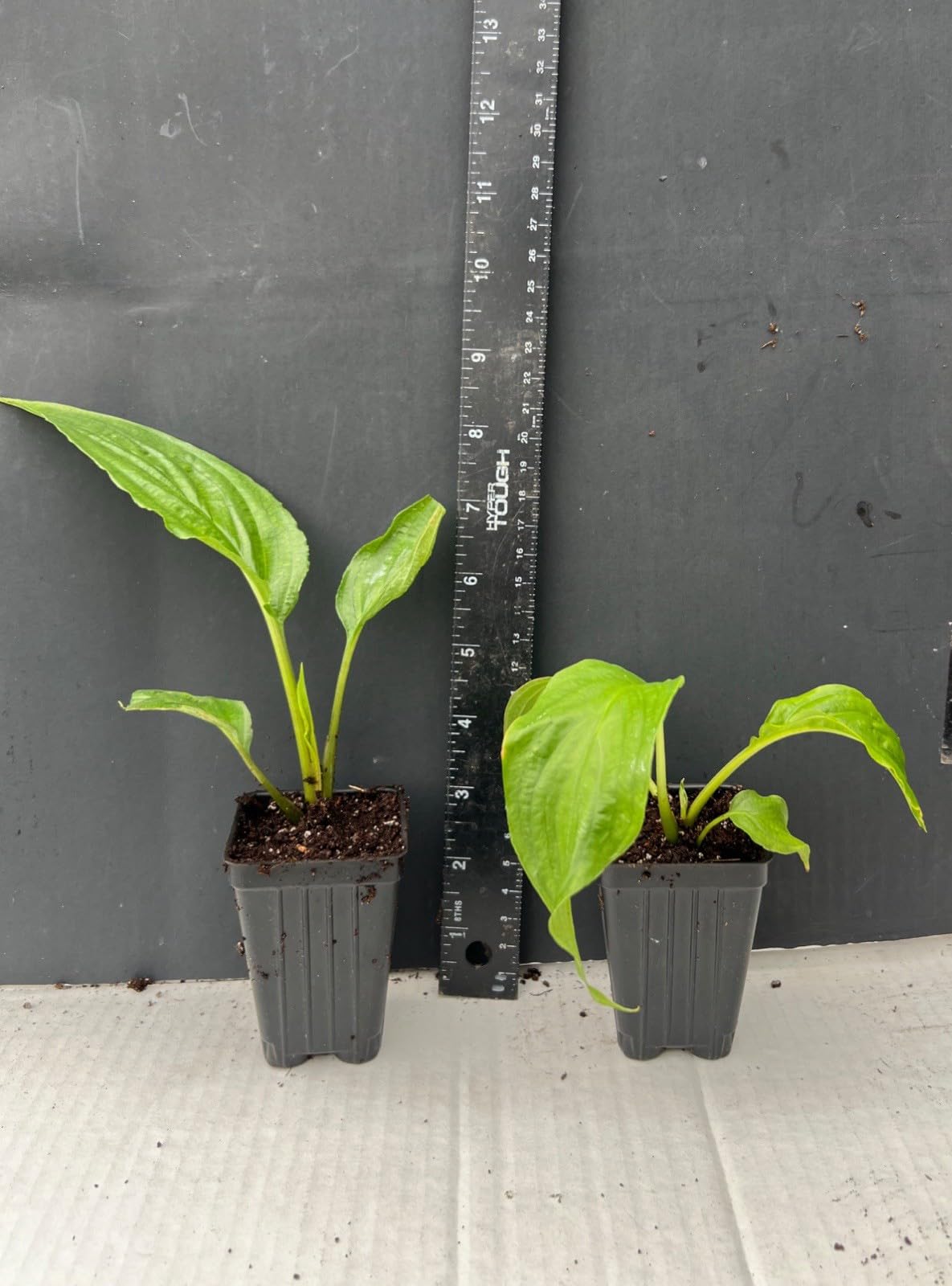 Live Plant - Black Bat Flower-Tacca Chantrieri-Aka Black Lily-Small Rooted Starter Plant