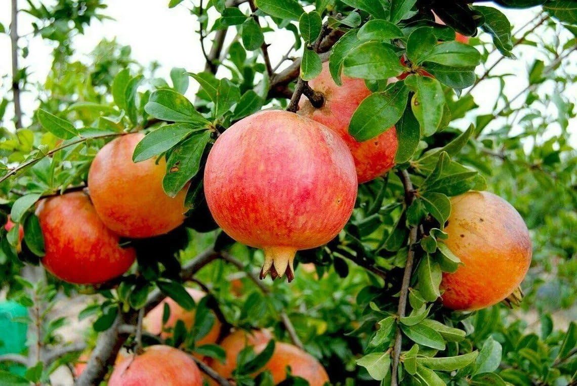 2 Wonderful Pomegranate Live Starter Plants - Self-Pollinating Punica Granatum Fruit Tree for Warm Climates