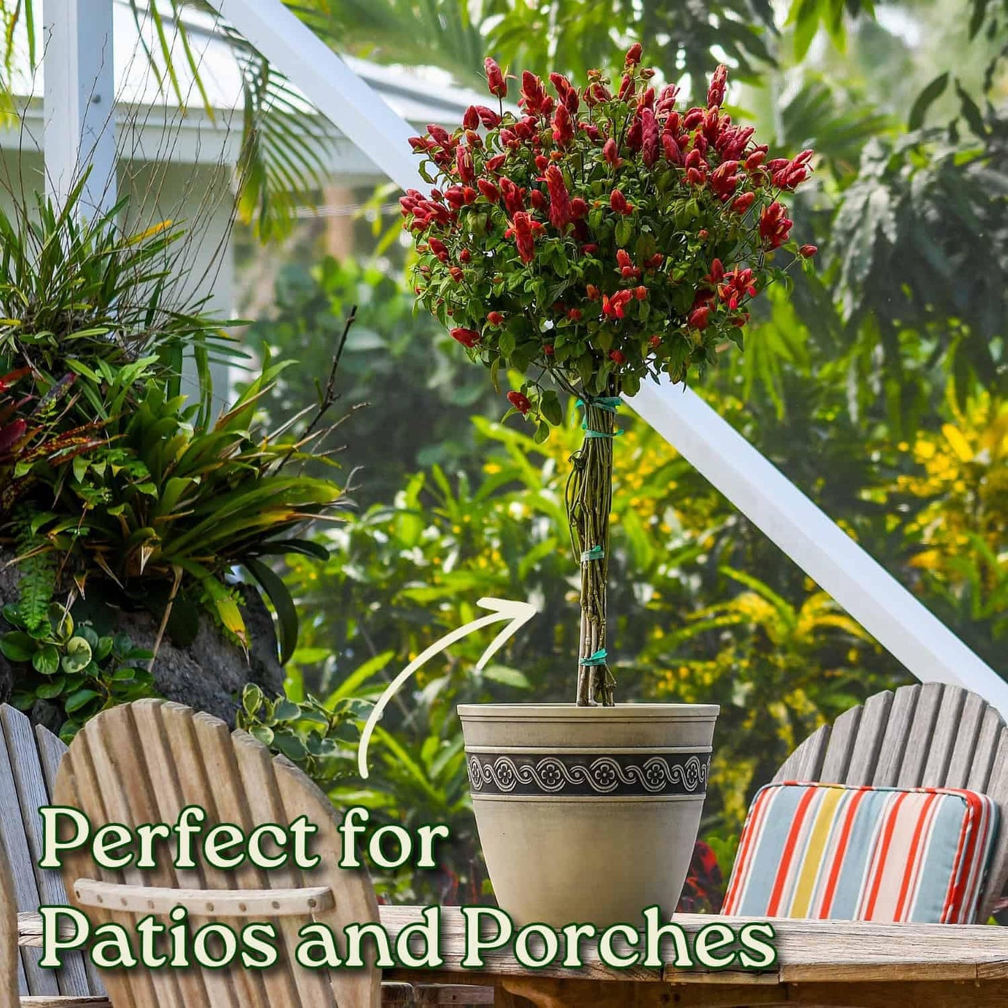 Braided Shrimp Tree - Red Flowers - Overall Height 36" to 42" - Tropical Plants of Florida (Plant Only)