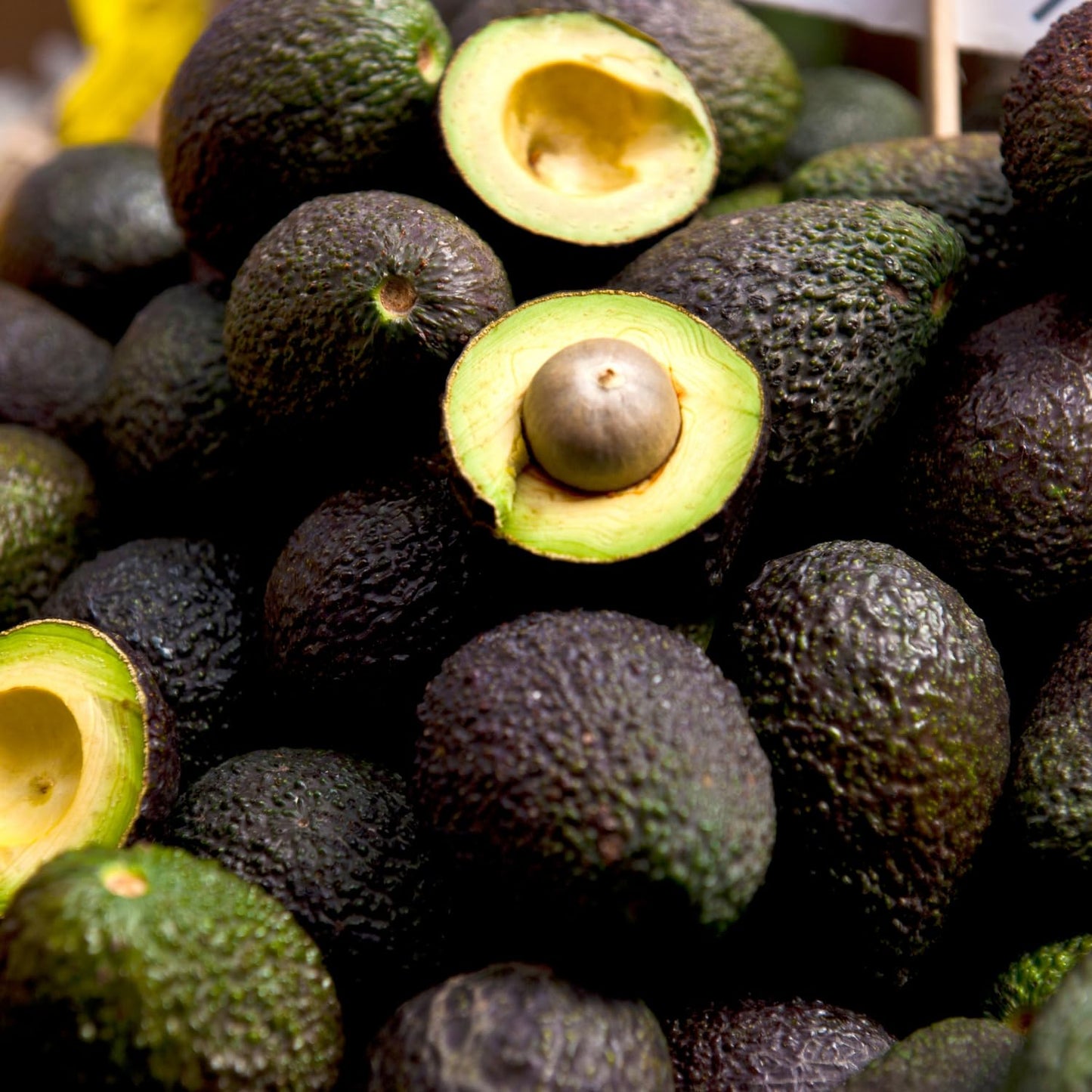 HASS Avocado Tree Live Plant, Avocado Fruit Tree 1-2 feet in 3 Gallon, Outdoor Planting, No Ship to CA