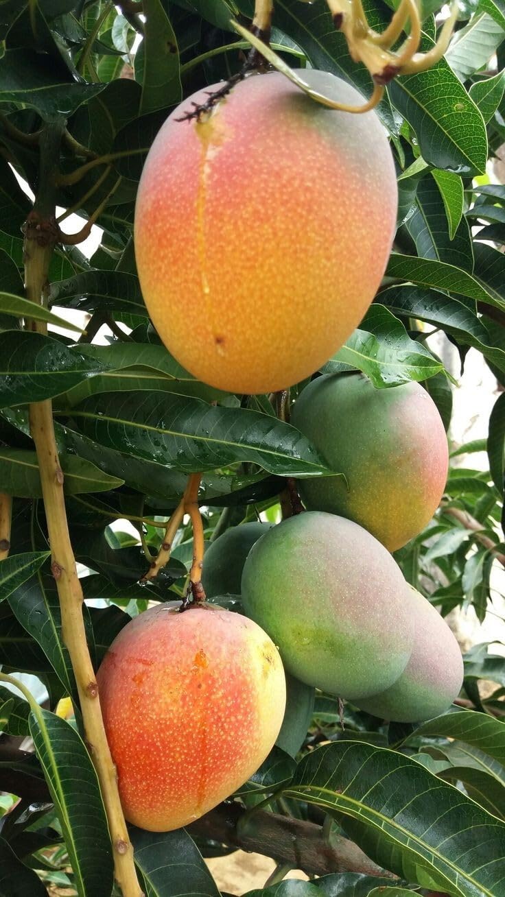 Live Plant - Alfonso grafted Mango Live Tree 2-3FT
