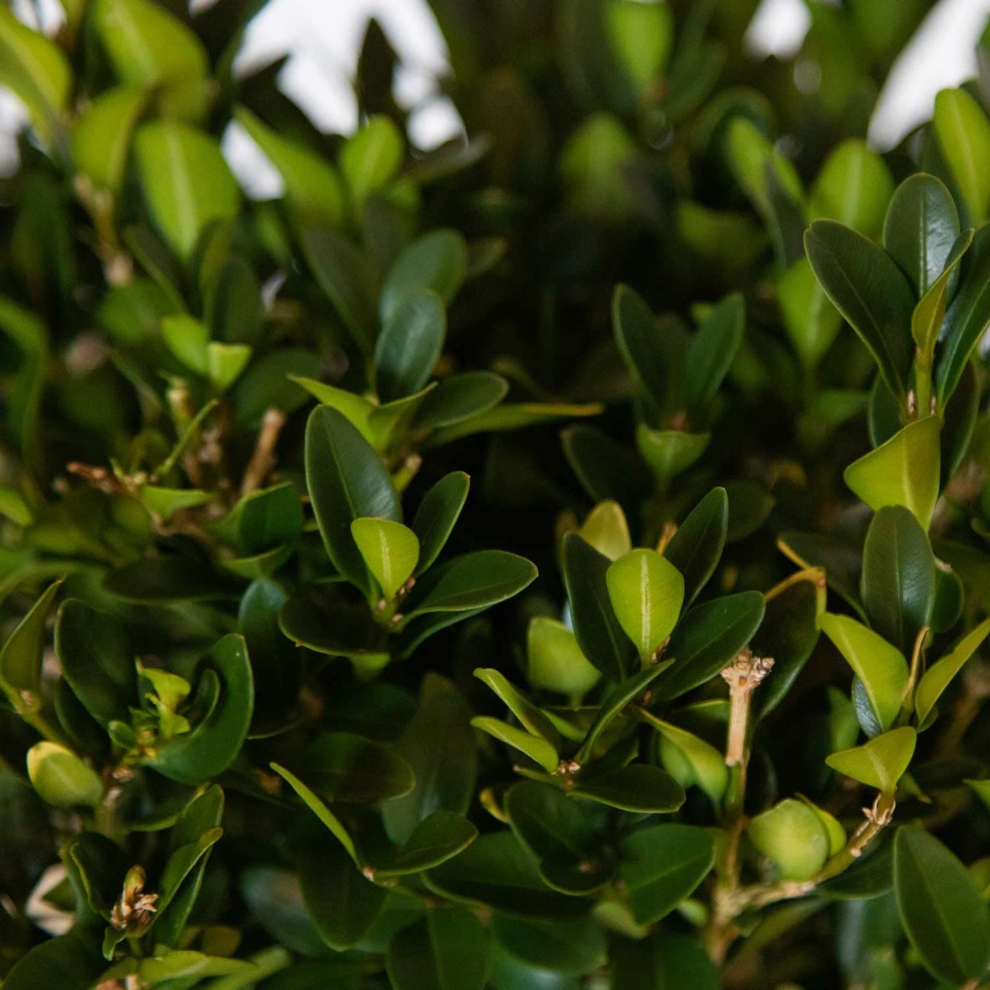 2.5 Gallon - Green Velvet Boxwood