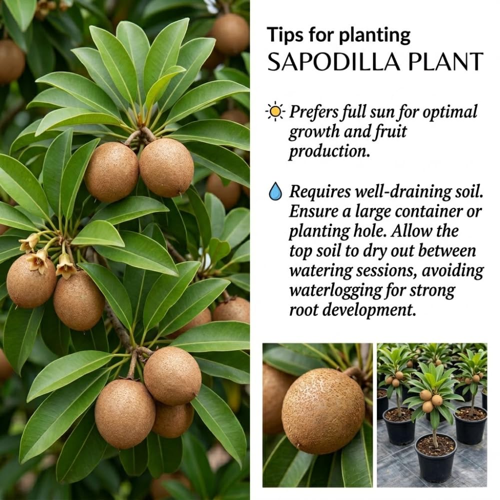 Sapodilla Tree Live Plant, Sapote Fruit Tree Plants for Outdoor Garden, 2-3' Tall in 3 Gallon Pot, No Ship to CA