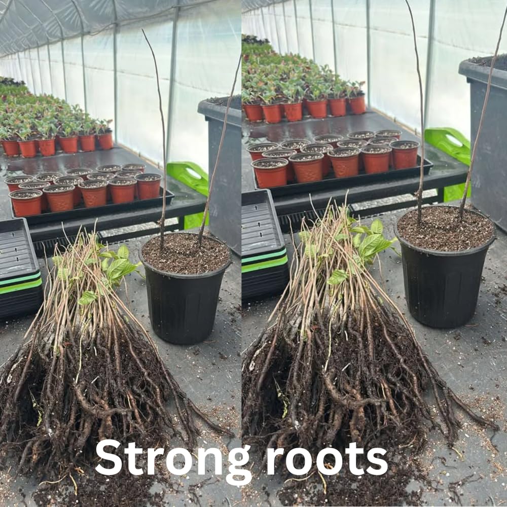 2 Pots Pawpaw Trees Live Plants, 6-12" Bare Roots Paw Paw Seedling Plants, 1 Year Old Well Rooted, Common Pawpaw Asimina Triloba