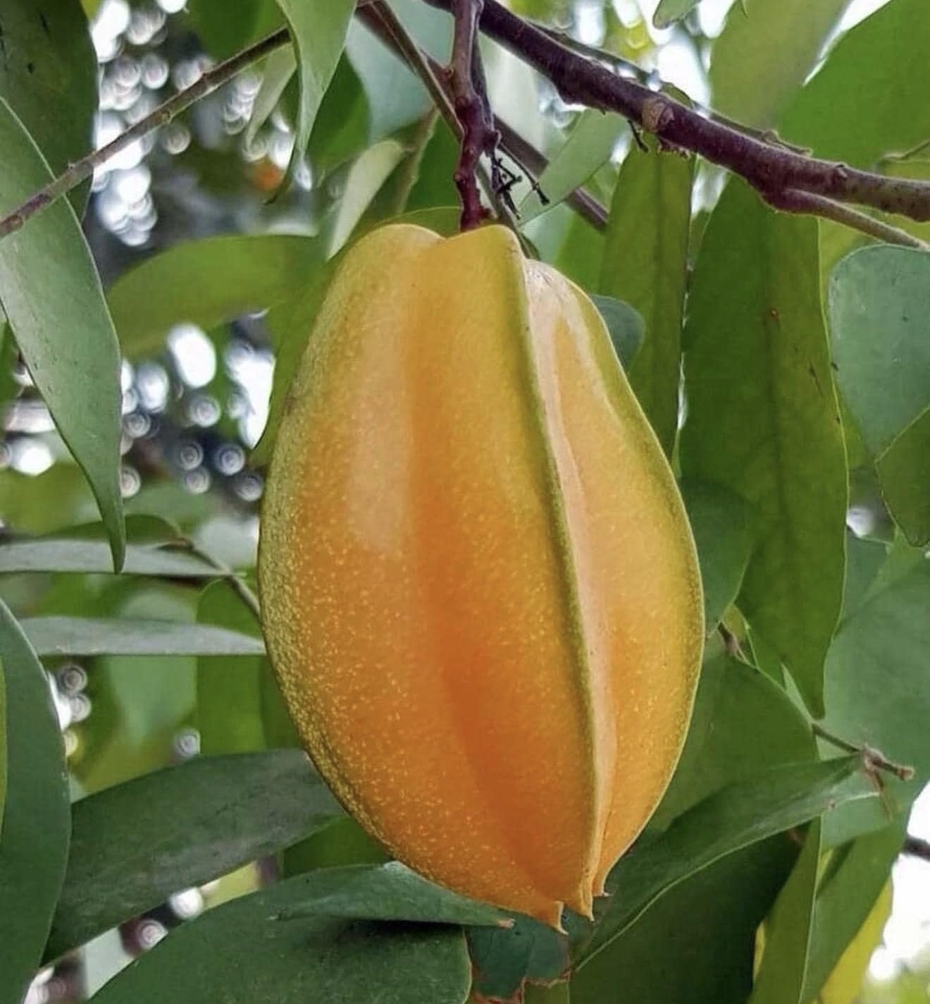 Star Fruit (Averrhoa Carambola) Carambola Live Fruit Tree(1-2ft) Plant (Varieties: Kari, arkin, kaiang, daleys Sweet Gold, fwang Tung)