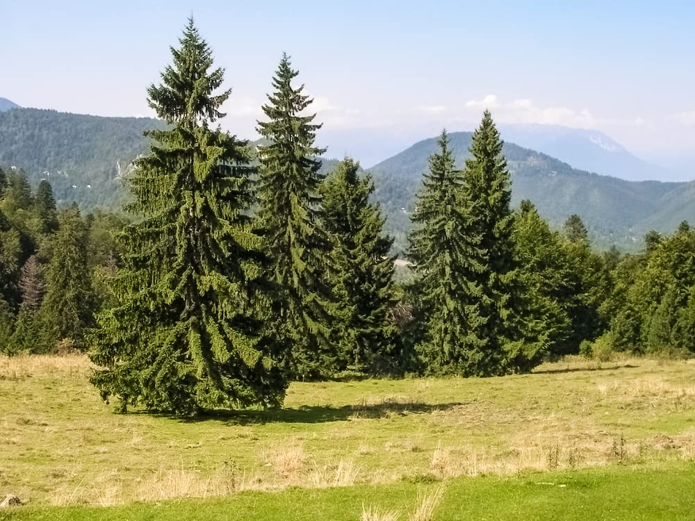 Norway Spruce Tree Seedlings for Planting - Beautiful Evergreen Tree Seeds - Picea Abies (2 Seedlings) - No Ship to California