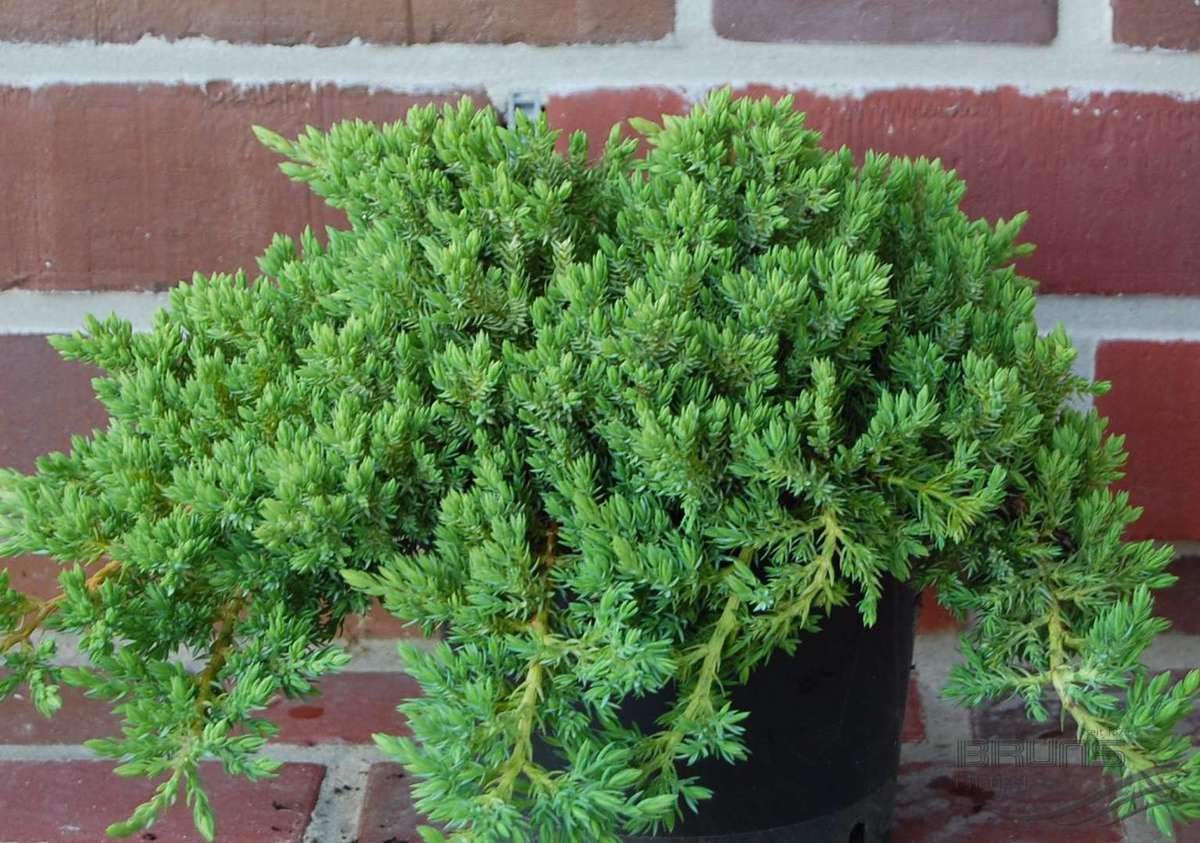 Live Japanese Garden Juniper aka Juniperus procumbens 'Nana' Plant Fit 1 Gallon Pot