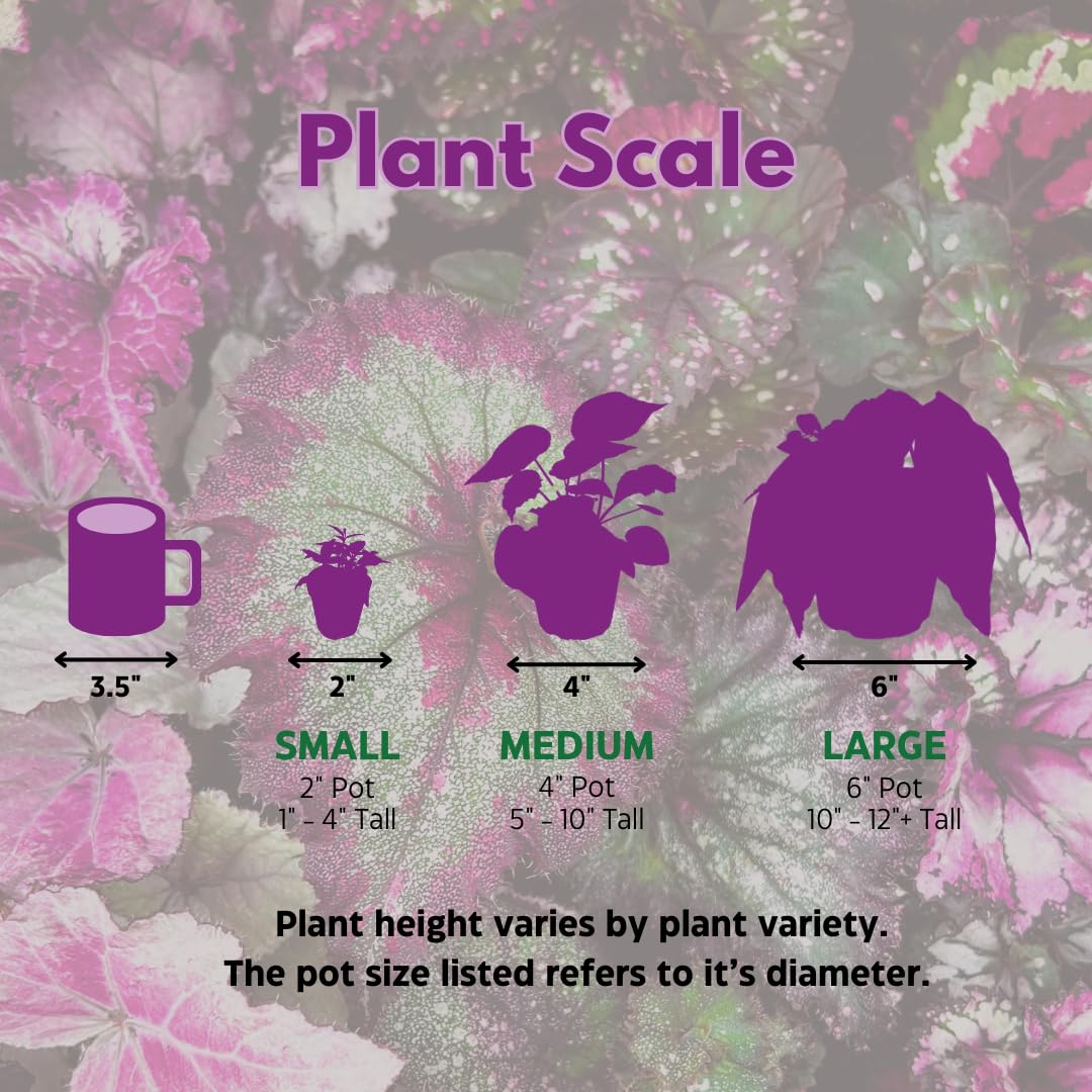 BubbleBlooms Peperomia Assortment Set of 3 in 2 inch pots