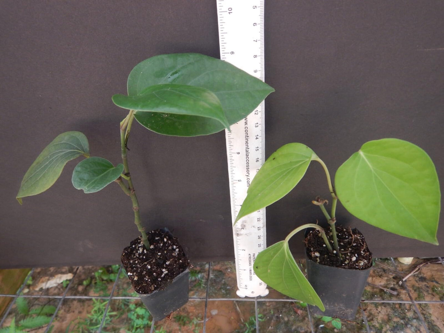 Live Plant - Black Pepper Piper Nigrum Live Starter Plant