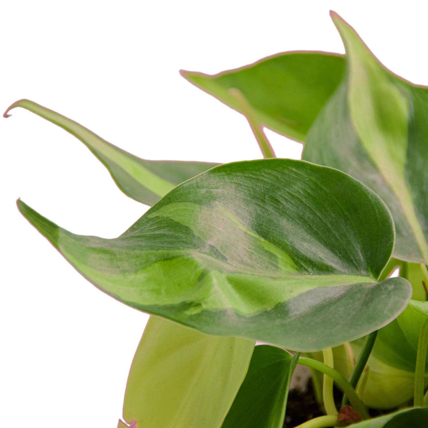 7 Pack Philodendron 'Brasil' in 3in Pot - Live Tropical Houseplant - Easy to Grow | Air Purifying | Variegated | USA Growers | The Snobby Leaf