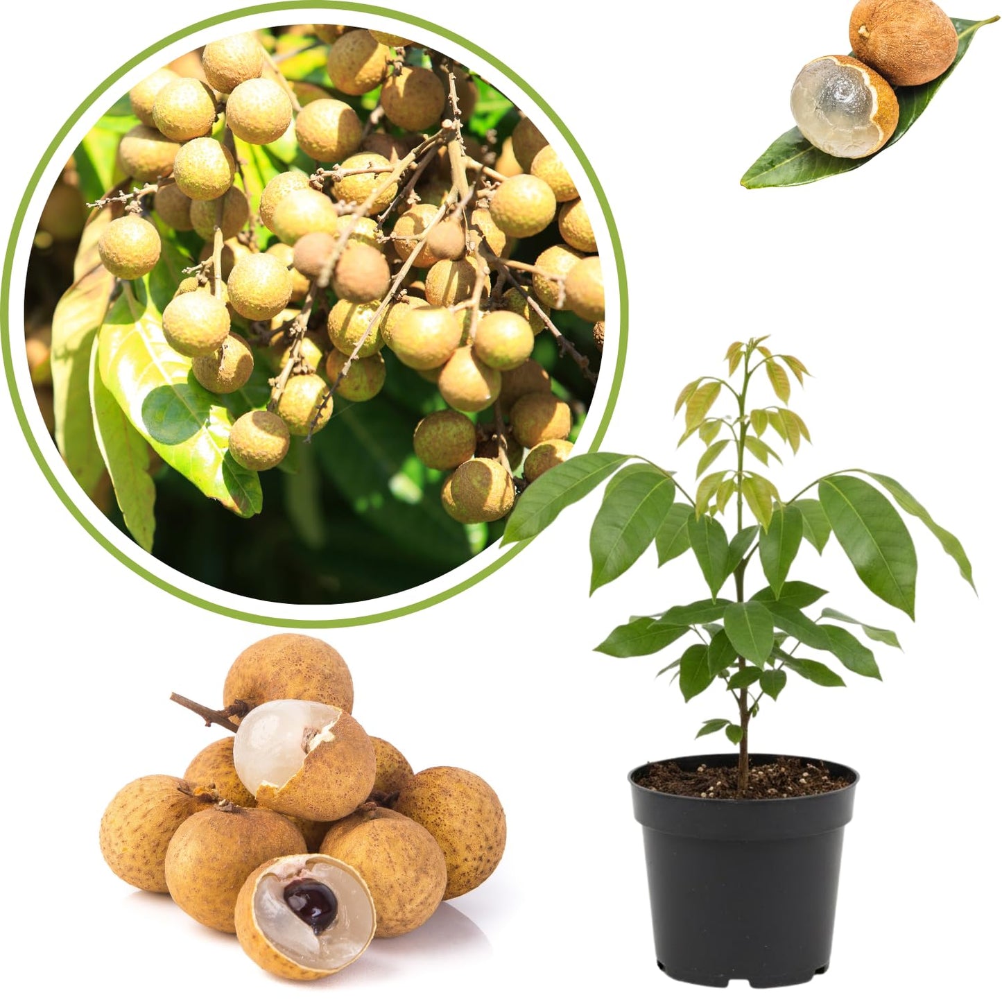 Longan Tree Live Plant, 8-10 Inches Tall in 4 Inch Pot, Tropical Fruit Tree for Indoor or Outdoor Growing