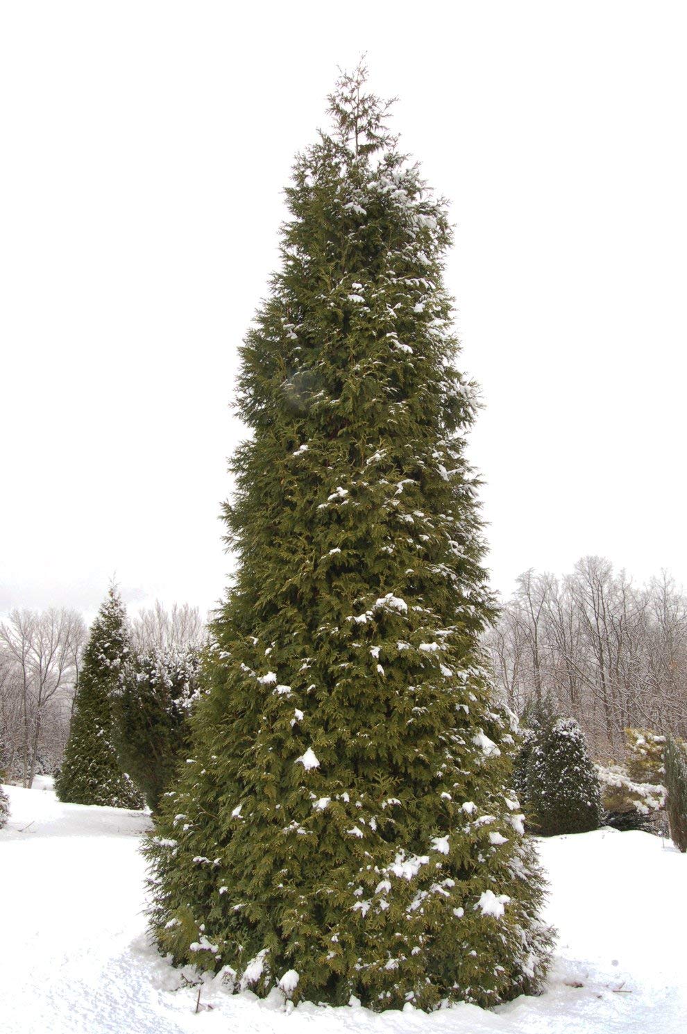 Thuja Plicata 'Green Giant' Arborvitae - 1 Quart Size Plant - Live Evergreen Privacy Tree