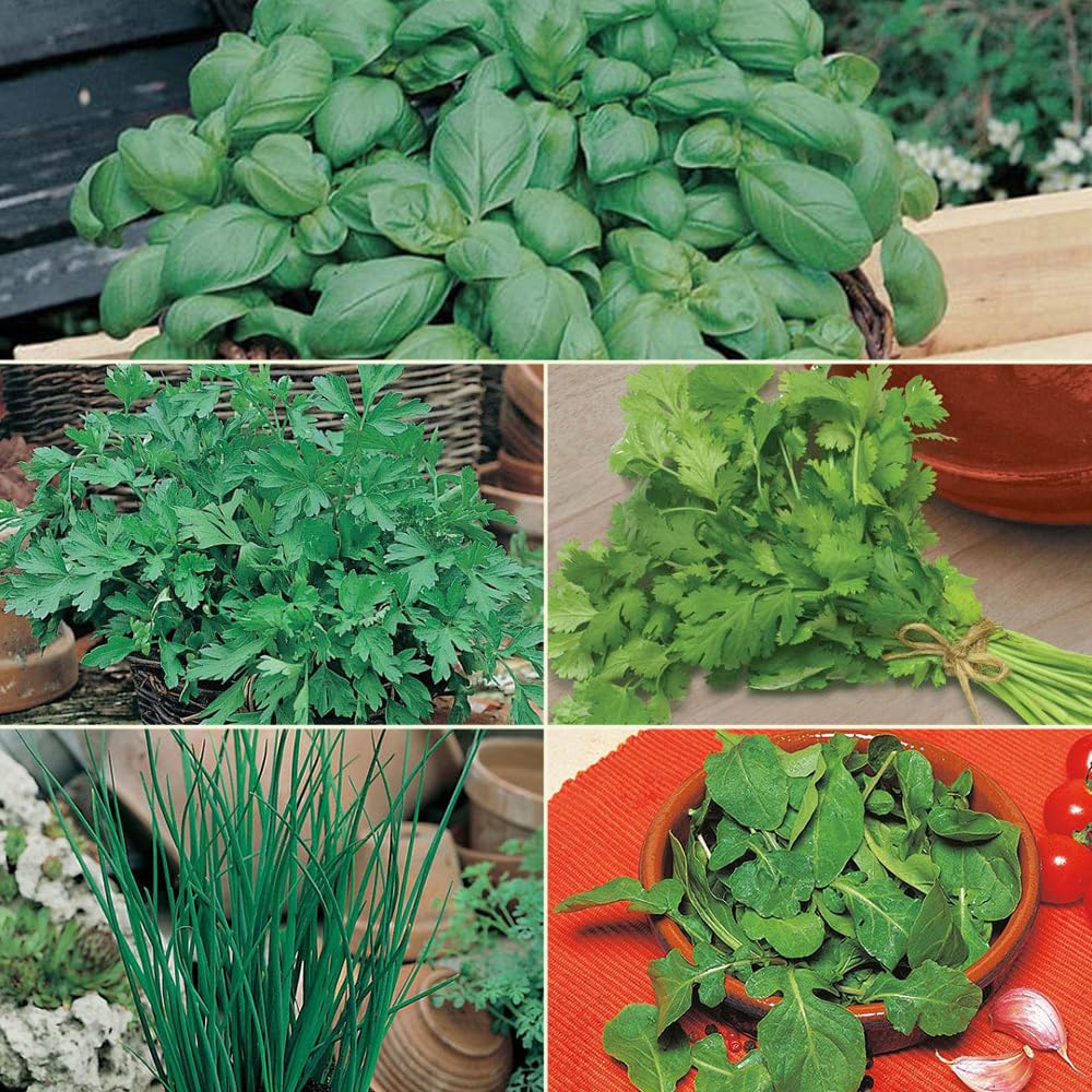Kitchen Essentials Herb Garden Seed Collection, 5-Pack Variety Kit Contains 3,550 Seeds, Easy to Grow Food Seasoning, Live Plants | Basil, Parsley, Chives, Coriander, Arugula, Home Growing