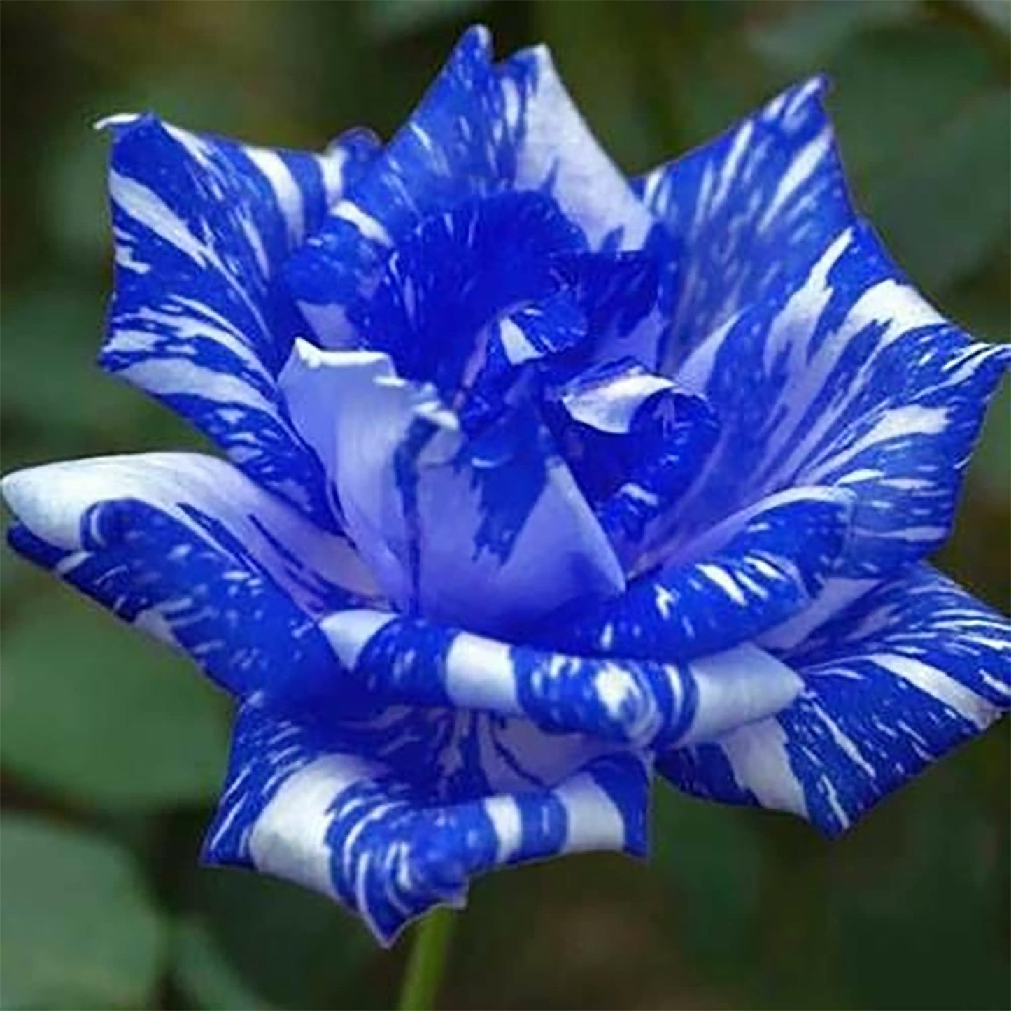 QAUZUY GARDEN 20 Blue Dragon Rose Rosa Seeds for Planting | Rare Striking Beautiful Stripe Rose Bush Seed for Garden Yard & Attract Pollinators