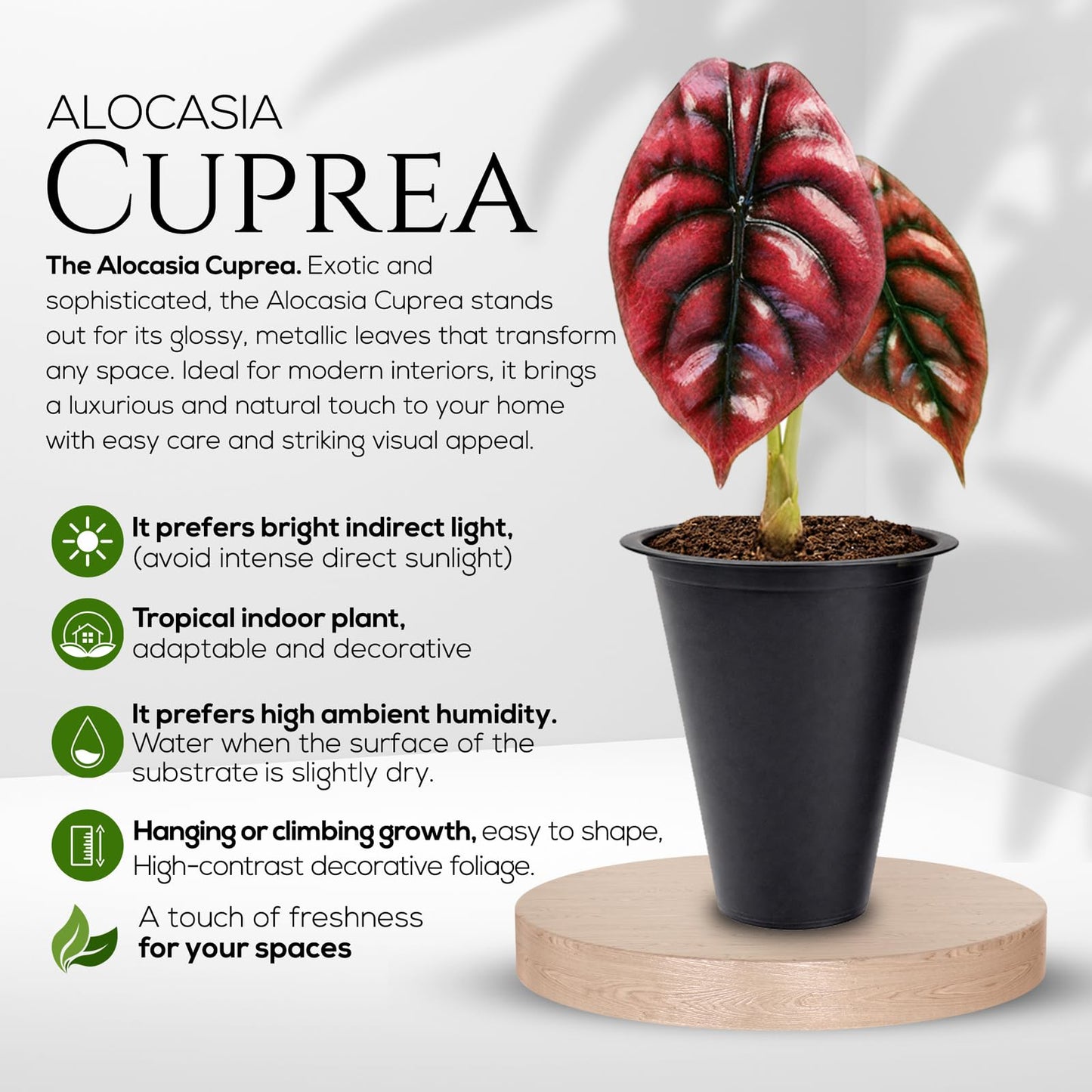 Alocasia Plant Collection (4 Pack) -Cuprea, Mickey Mouse, Silver Dragon, Dragon Scale- Rare Indoor Houseplants, Exotic Elephant Ear Plants Live, Live Starter Plants.