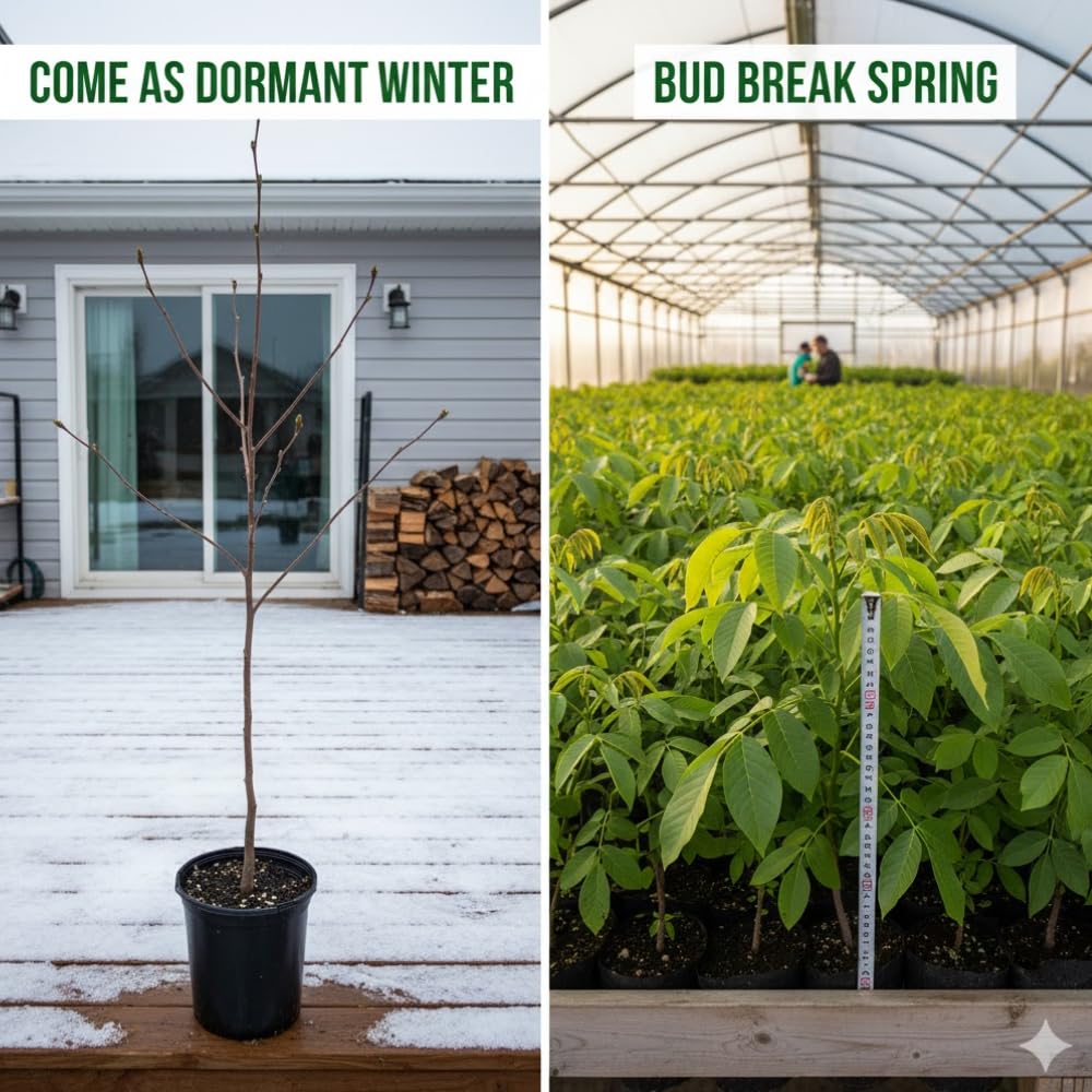 Black Walnut Tree Live Plant in 4" Pot, Hardy Walnut Plant 1 Year Old for Outdoor Planting