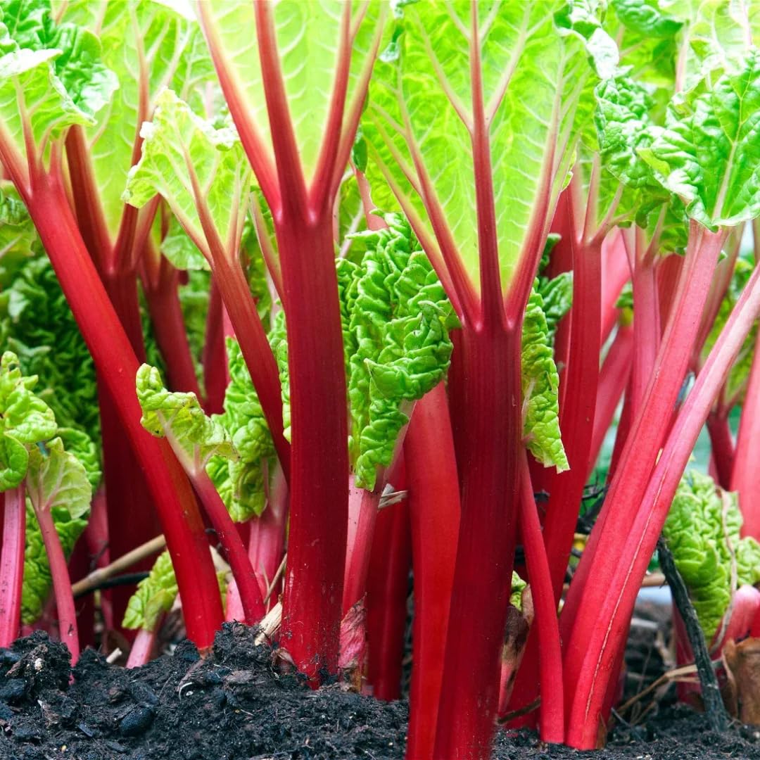 Pack 5 Rhubarb Crowns Extra Large (XL Size) Fast-Growing, Rhubarb Root Division Plant, High Yield, Rich Flavor, Red Stalks
