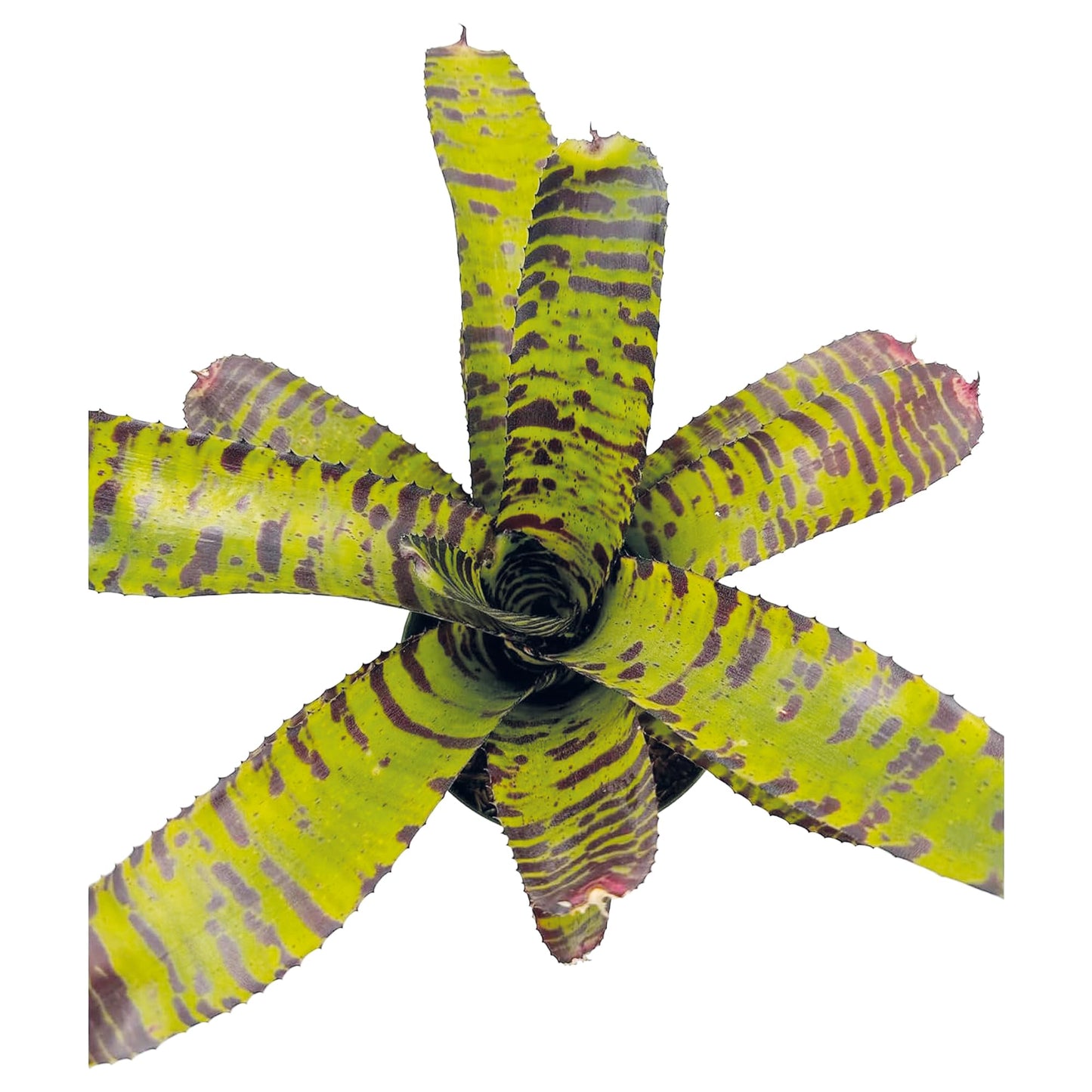ragnaroc Live Plants – Bromeliad Neoregelia Dragon, 8-12" in 6" Pot - 1ct - Live Arrival Guaranteed - House Plants for Home Decor & Gift