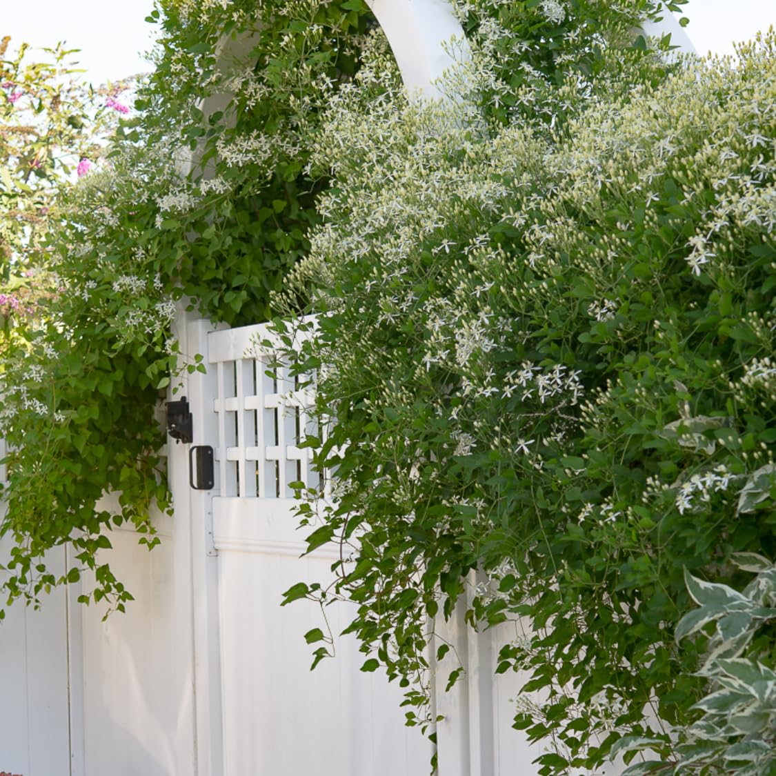 3 Clematis Plants Live Trees Seedlings, Sweet Autumn Clematis Vine in 4-inch Pot, Dormant in Winter, Spring Blooms