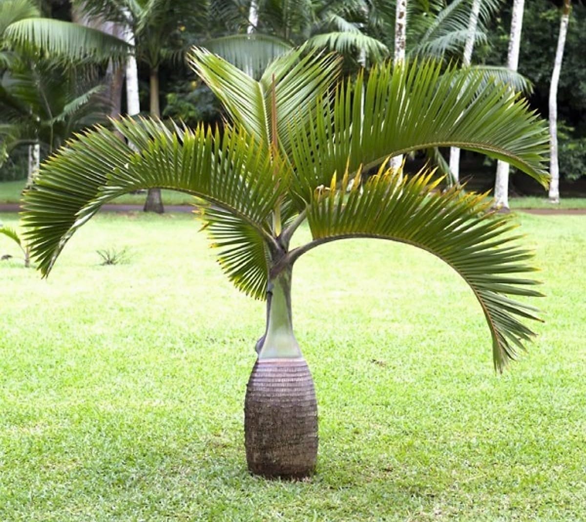 Hyophorbe lagenicaulis – Bottle Palm Tree | Live Palm, Seeds & Seedlings | Rare Tropical Bottle-Shaped Palm (No Pot) (5 Seedlings, 1)